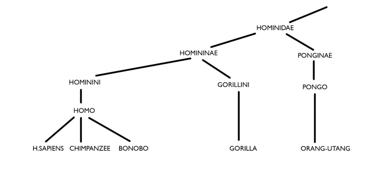 hominidae